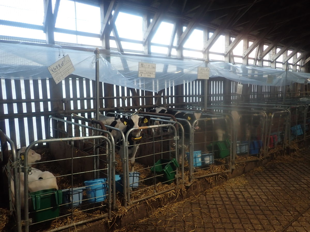 f:id:dairycow2017:20201202191422j:plain