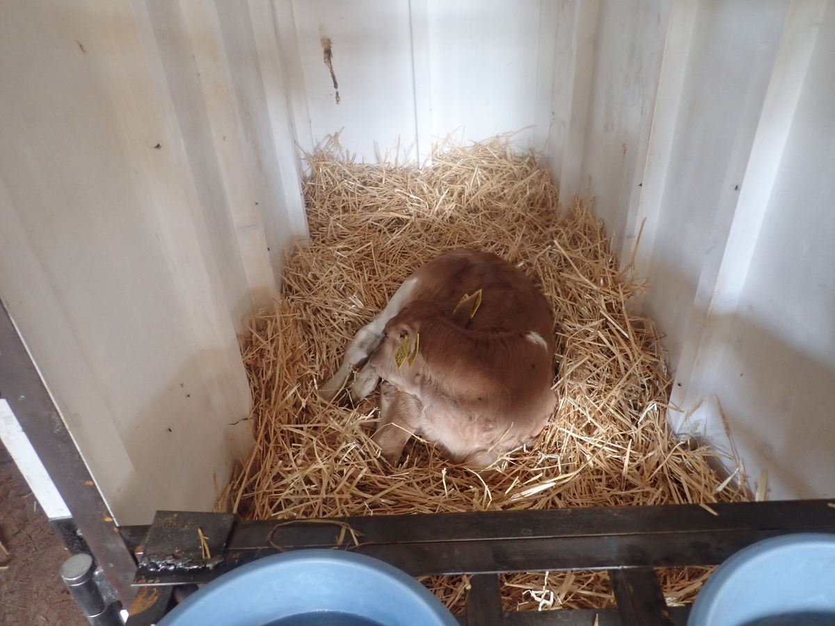 f:id:dairycow2017:20210326171529j:plain