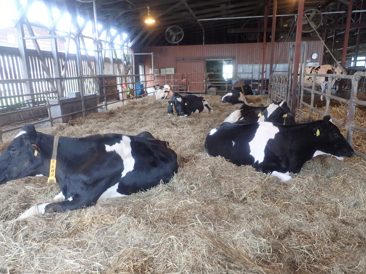 f:id:dairycow2017:20210706173213j:plain