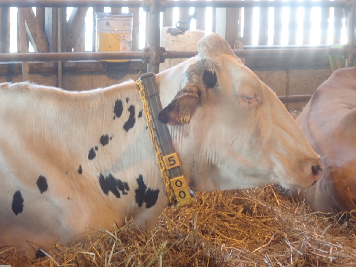 f:id:dairycow2017:20210720175256j:plain