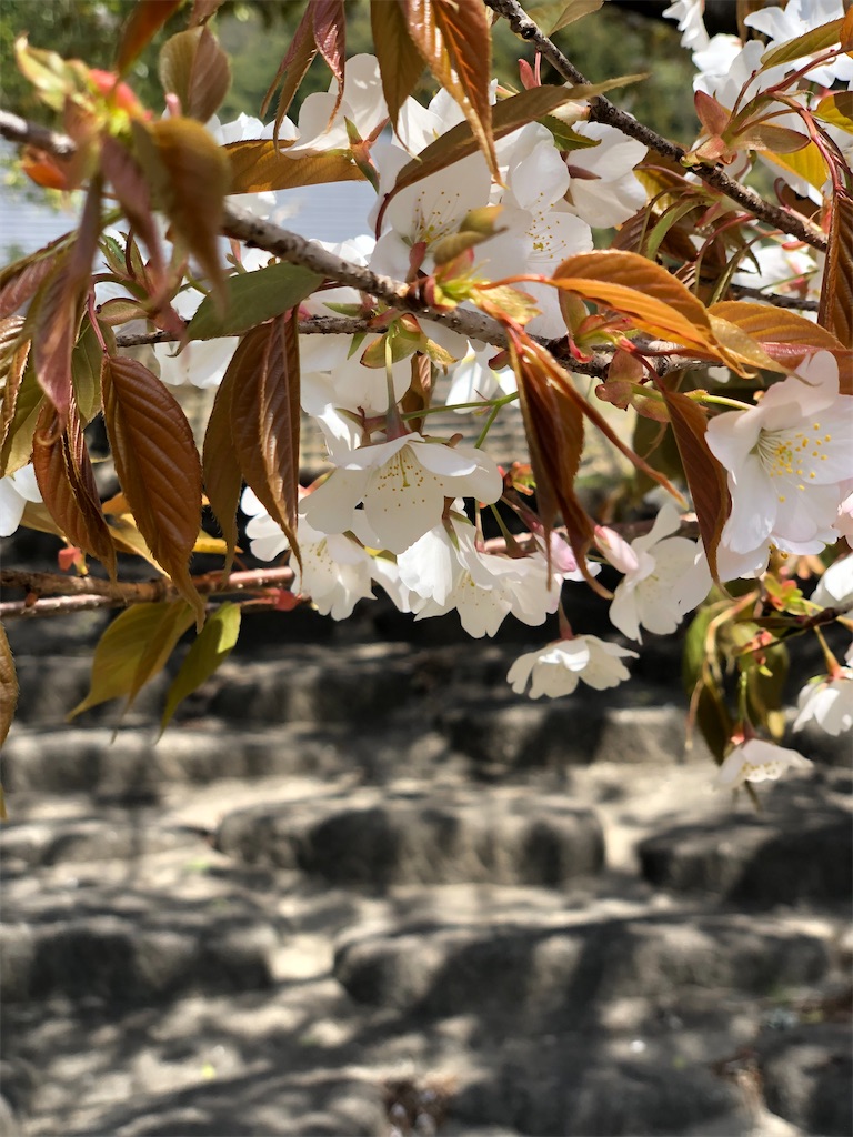 f:id:daisan123:20200217163301j:image