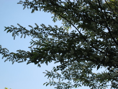 f:id:daisensando:20080517094533j:image