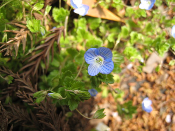 f:id:daisensando:20090326122819j:image
