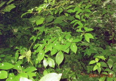 f:id:daisensando:20090509141035j:image
