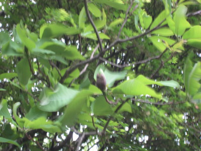 f:id:daisensando:20090512171106j:image