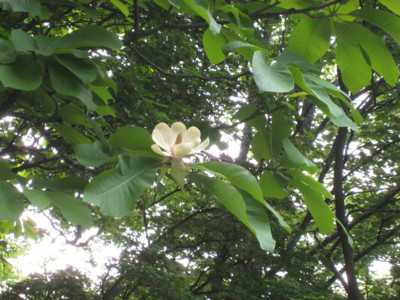 f:id:daisensando:20090518171333j:image