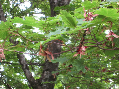 f:id:daisensando:20090518171923j:image