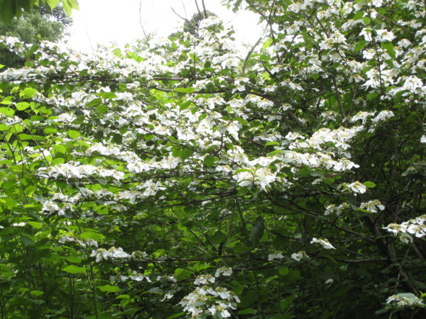 f:id:daisensando:20090531102556j:image f:id:daisensando:20090531102556j:image