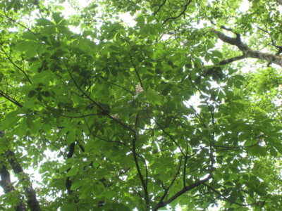 f:id:daisensando:20090531121401j:image