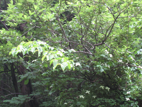 f:id:daisensando:20090606102447j:image f:id:daisensando:20090606102447j:image