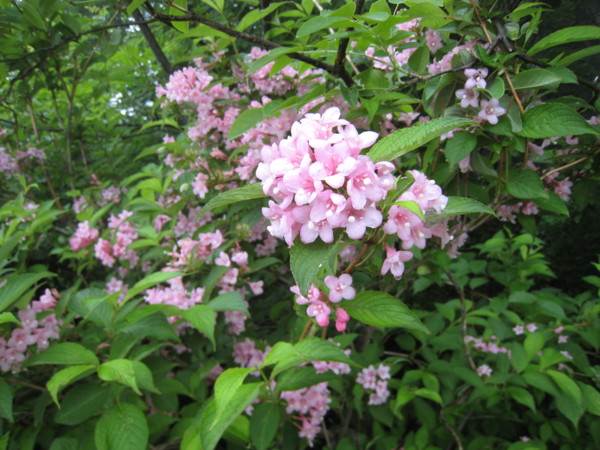 f:id:daisensando:20090606103525j:image f:id:daisensando:20090606103525j:image