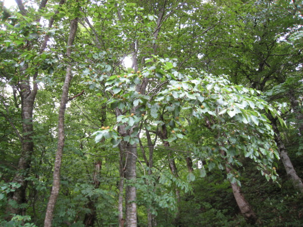 f:id:daisensando:20090606123752j:image f:id:daisensando:20090606123752j:image