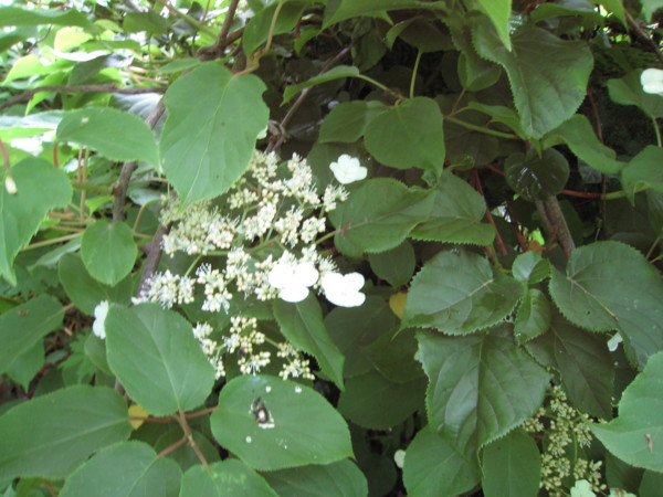 f:id:daisensando:20090606124115j:image