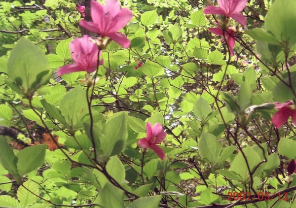 f:id:daisensando:20090612104741j:image