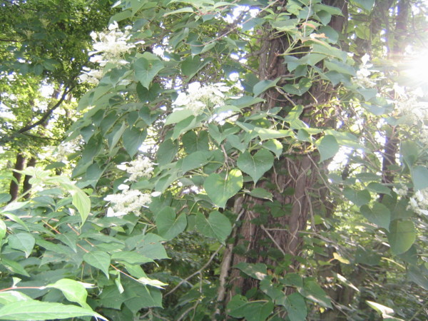 f:id:daisensando:20090623172501j:image