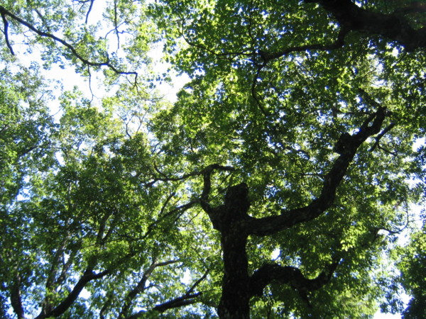 f:id:daisensando:20090625123007j:image