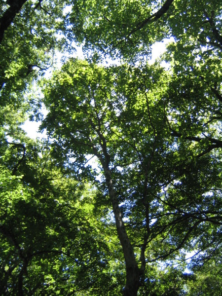 f:id:daisensando:20090625123016j:image