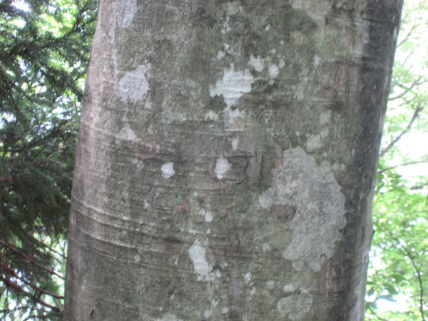f:id:daisensando:20090706123903j:image