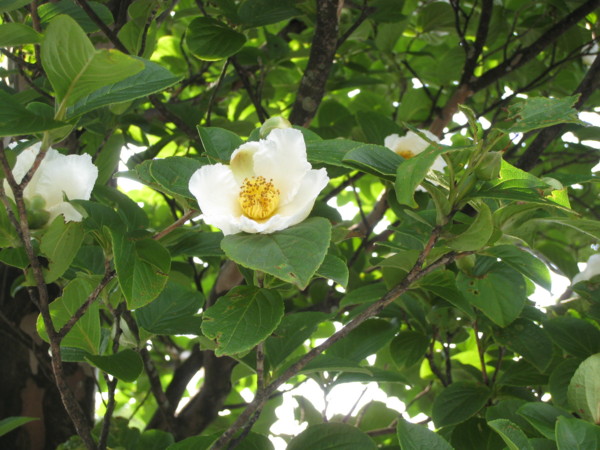 f:id:daisensando:20090706170902j:image