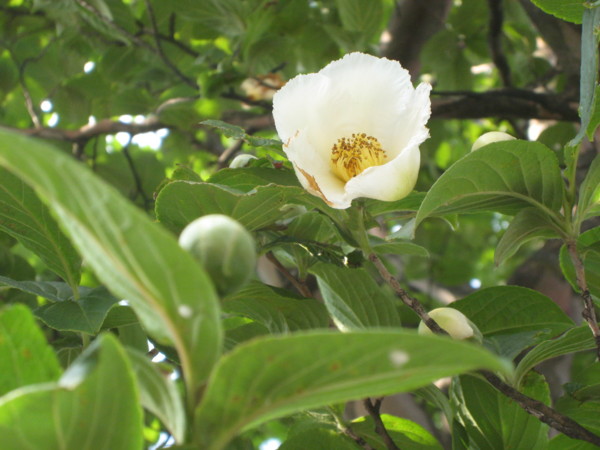 f:id:daisensando:20090706170935j:image