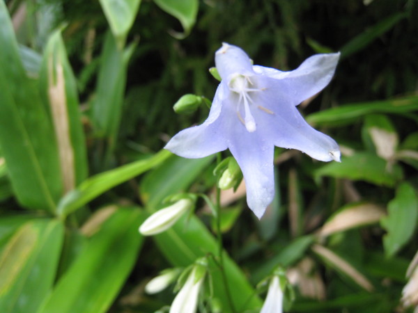 f:id:daisensando:20090722125411j:image