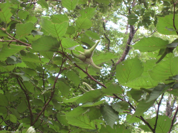 f:id:daisensando:20090723170151j:image