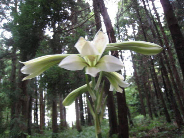 f:id:daisensando:20090731170125j:image