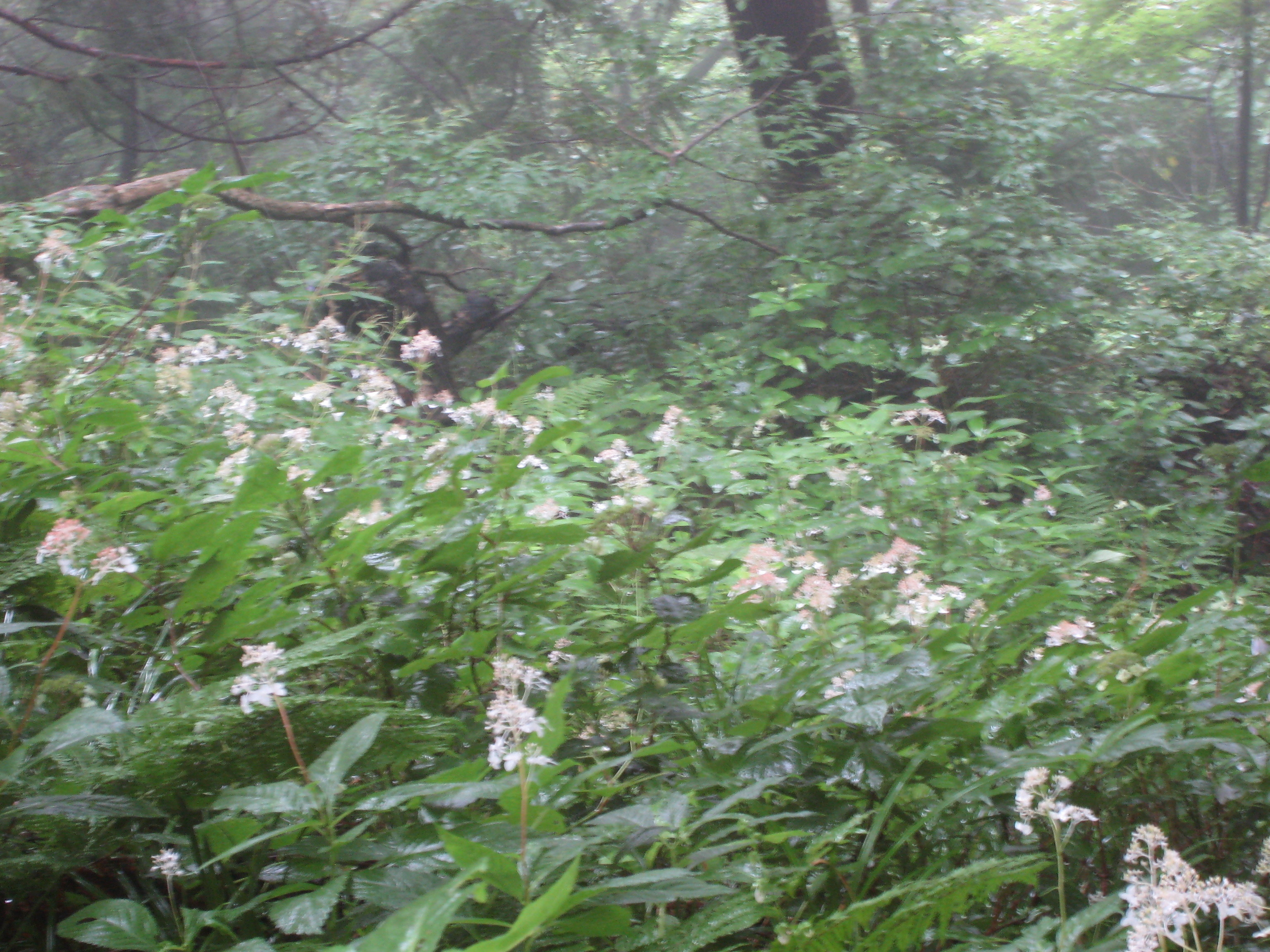 f:id:daisensando:20090802113113j:image