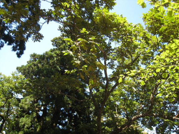 f:id:daisensando:20090822104556j:image