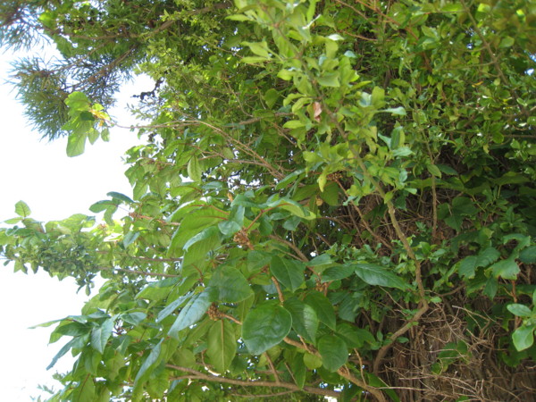 f:id:daisensando:20090822132406j:image