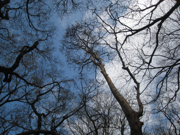 f:id:daisensando:20091126125724j:image