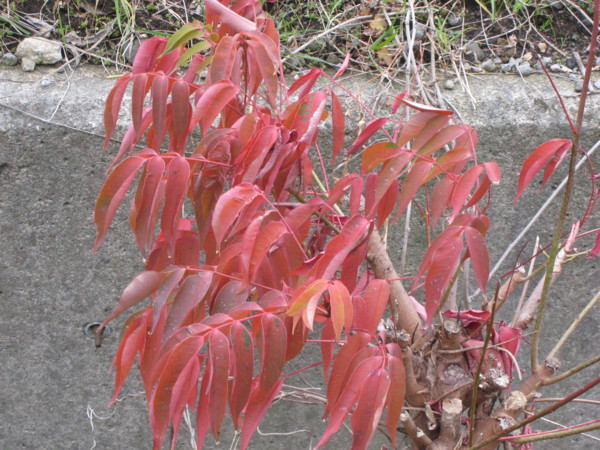 ハゼの紅葉