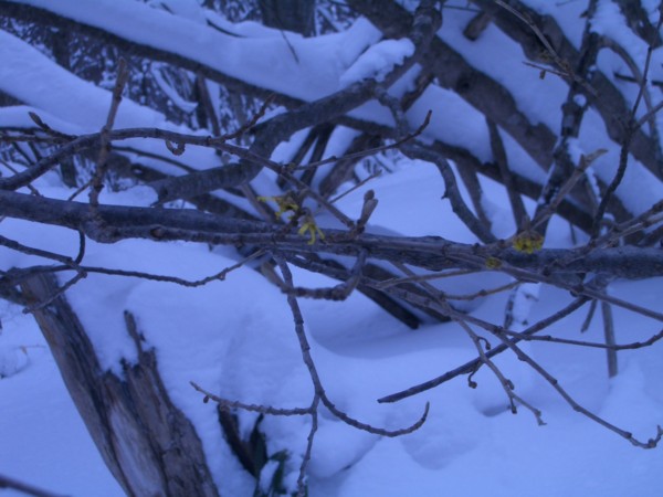 f:id:daisensando:20100220122636j:image