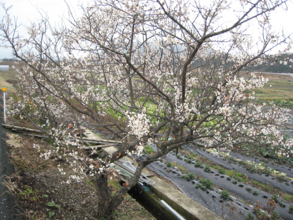 f:id:daisensando:20100227121157j:image