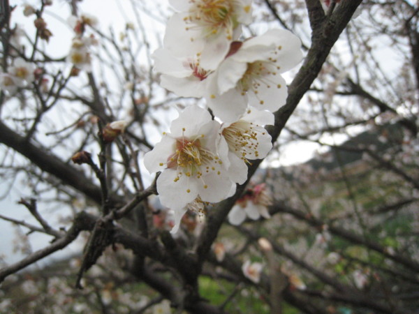 f:id:daisensando:20100227121214j:image