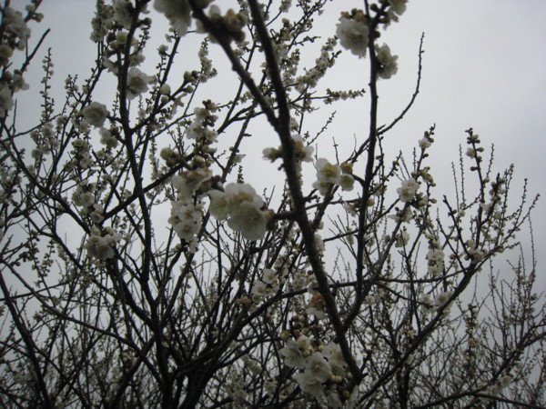 f:id:daisensando:20100227121340j:image