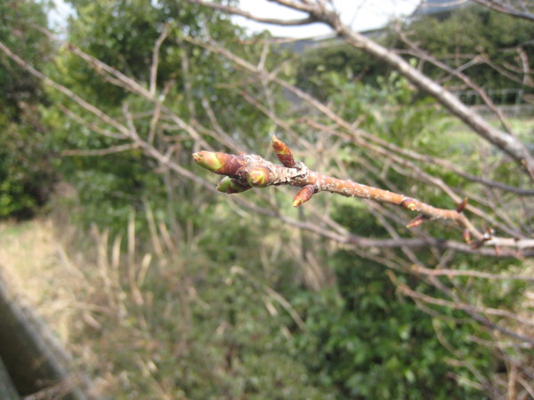 f:id:daisensando:20100228113748j:image