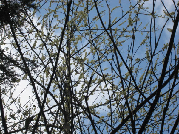 f:id:daisensando:20100303143653j:image