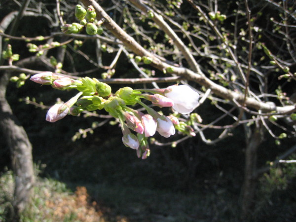 f:id:daisensando:20100319110209j:image