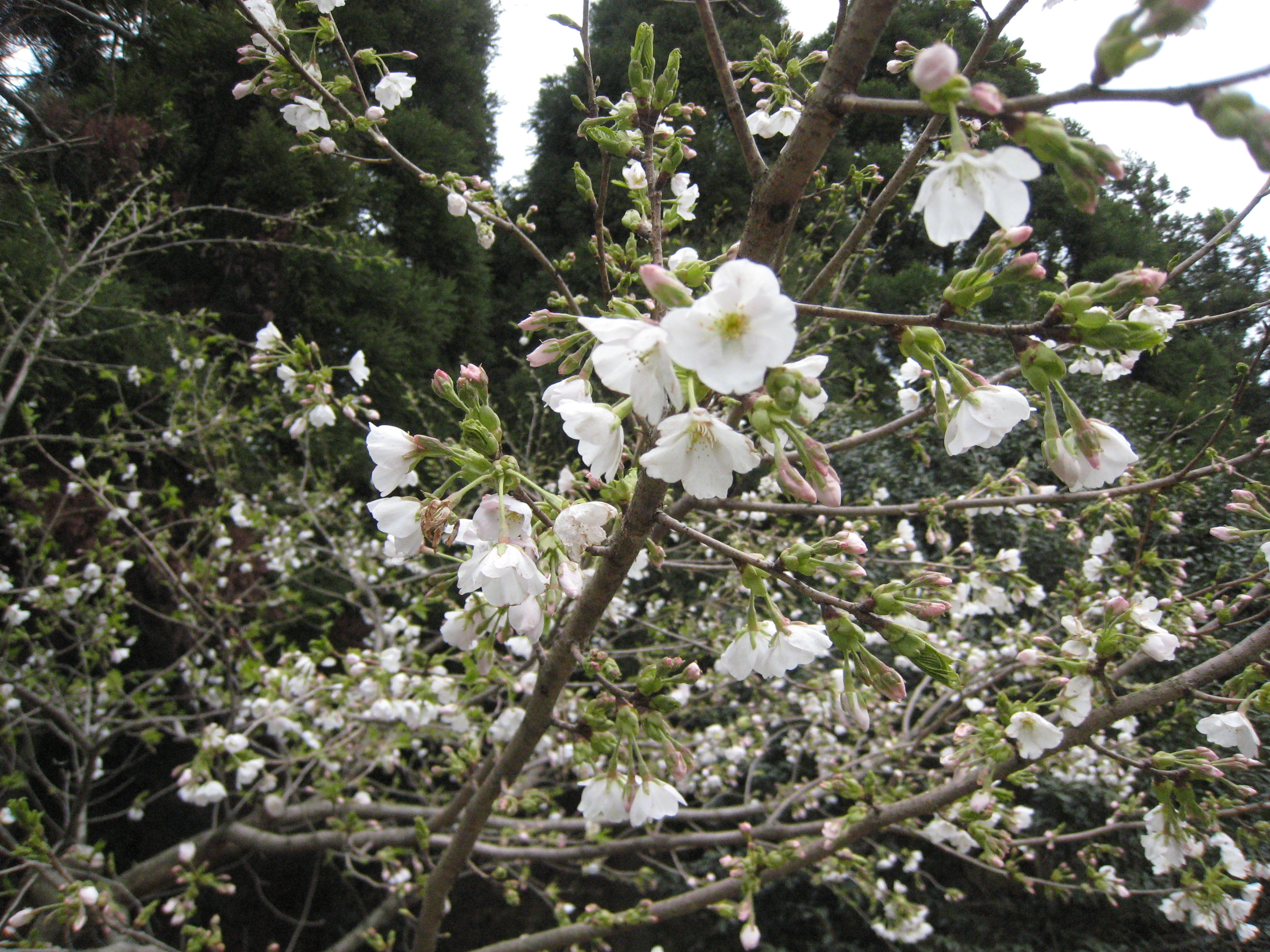 f:id:daisensando:20100322155513j:image