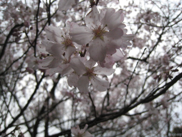 f:id:daisensando:20100322155748j:image
