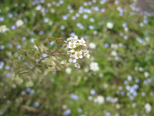 f:id:daisensando:20100409103855j:image