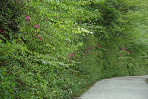 f:id:daisensando:20100513100624j:image