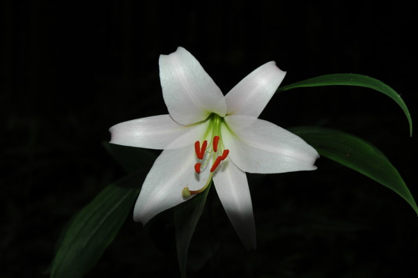 f:id:daisensando:20100607063553j:image