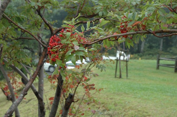 f:id:daisensando:20101010083647j:image