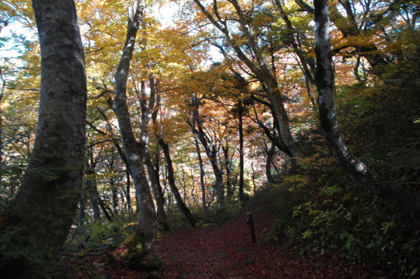 f:id:daisensando:20101104122906j:image