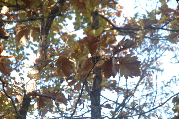 f:id:daisensando:20101121095741j:image