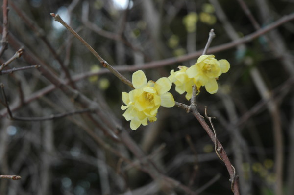 f:id:daisensando:20110225100708j:image