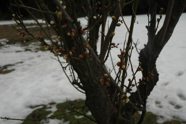 f:id:daisensando:20110225101207j:image