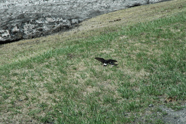 f:id:daisensando:20110429141915j:image